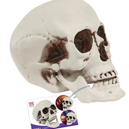 SCHEDEL MET BEWEEGBARE KAAK 18 CM