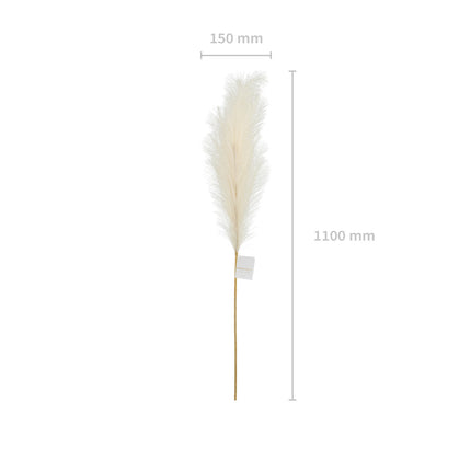 Droogbloemen Pampas 1,1m