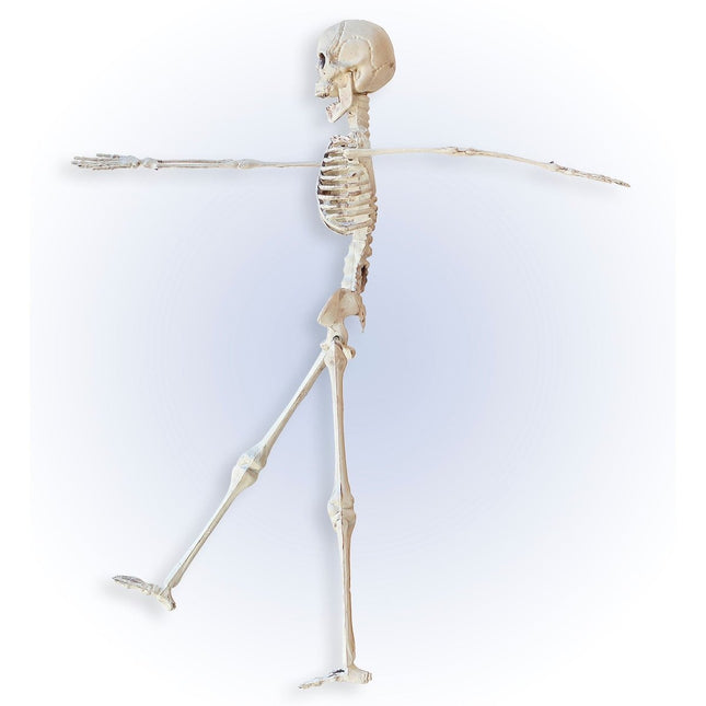 Halloween Skelet Beige 40cm van Widmann koop je bij Partywinkel