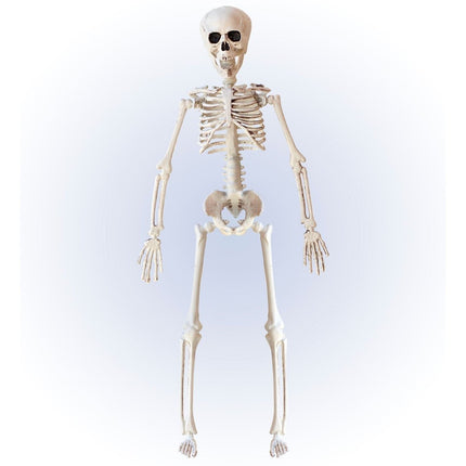 Halloween Skelet Beige 40cm van Widmann koop je bij Partywinkel