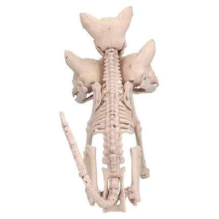 Halloween Skelet Cerberus 42cm van Boland koop je bij Partywinkel