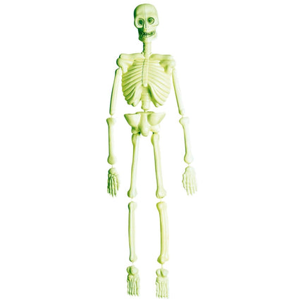 Halloween Skelet Laboratorium 90cm van Widmann koop je bij Partywinkel