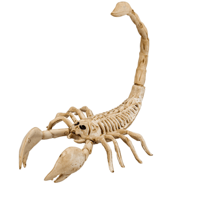 Halloween Skelet Schorpioen 30cm van Widmann koop je bij Partywinkel