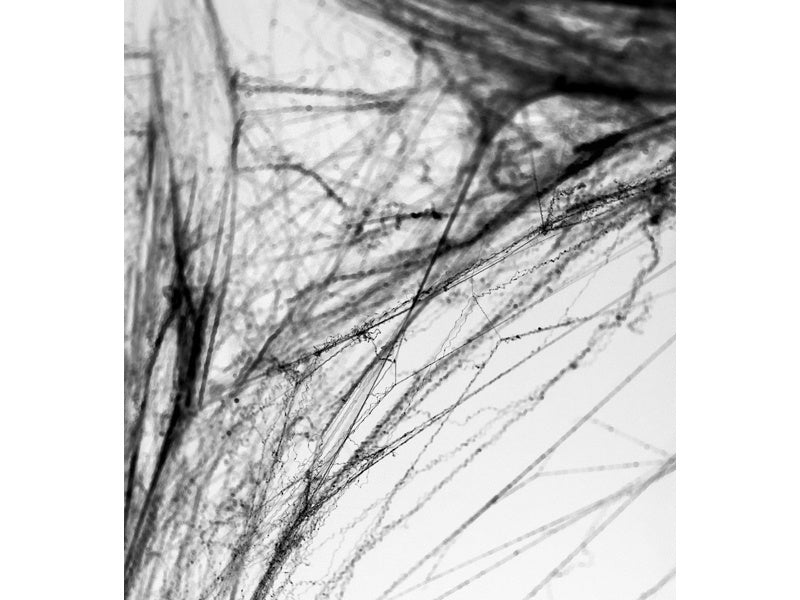 Spinnenweb Zwart met 2 Spinnen 60gr van Partydeco koop je bij Partywinkel